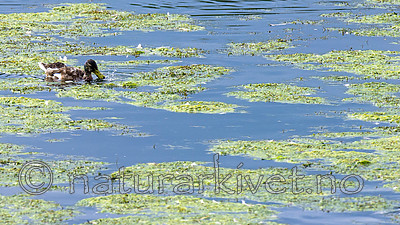 BB 15 0353 / Anas platyrhynchos / Stokkand <br /> Elodea canadensis / Vasspest